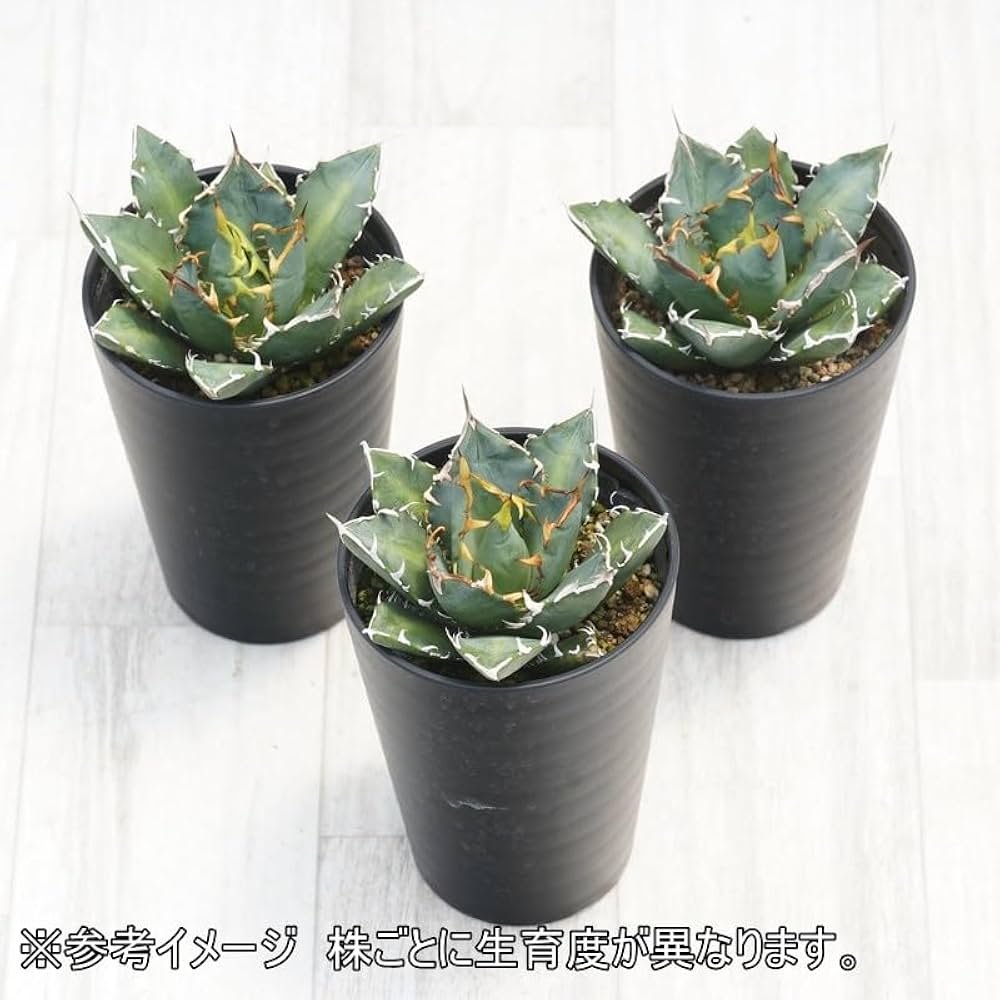 アガベ チタノタ トライデント(三叉槍) アガベ チタノタ 三叉戟 トライデント | GREEN LUCK