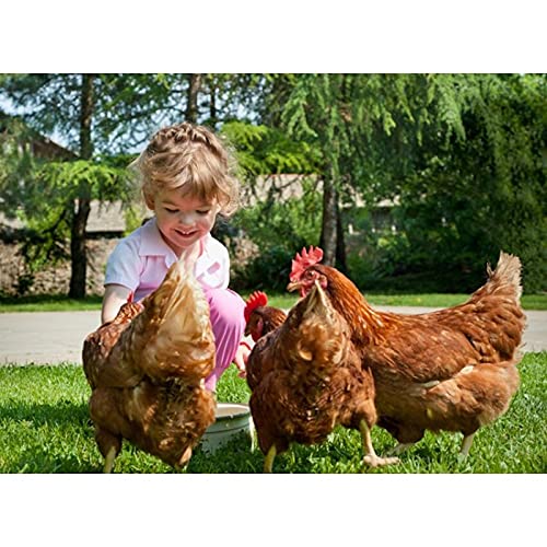 Pollaio in legno per giardino esterno 2/5 galline gabbia anatra 2 posatoi modello Comfort 190x62x114 cm