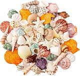 SKOOLOVE Natürliches Muschel-Set, Verschiedene Größen, 2.5–7 cm, Muscheln, Schneckenhäuser und Seesterne – für Strandpartys, Bastelarbeiten, Aquarien, Vasenfüllungen und Hochzeitsdekorationen