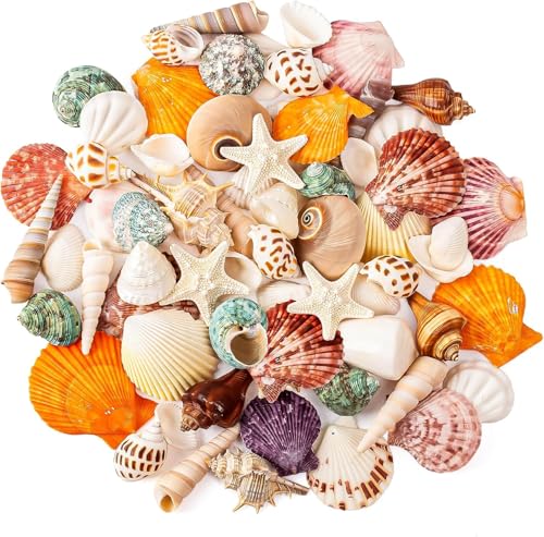 SKOOLOVE 15 Arten Natürliche Muscheln Gemischte Meeresmuscheln Set