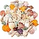 SKOOLOVE Natürliches Muschel-Set, Verschiedene Größen, 2–6,5 cm, Muscheln, Schneckenhäuser und Seesterne – für Strandpartys, Bastelarbeiten, Aquarien, Vasenfüllungen und Hochzeitsdekorationen