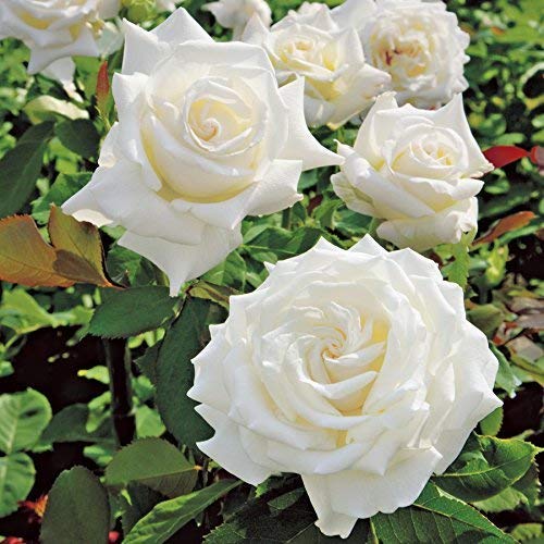 OXTIC Live Grafted White Rose Flower Plant with Pot (B08VDLBK5M) Amazon Price History, Amazon Price Tracker