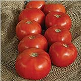 Mountain Majesty Tomato Seeds (25 Seed Packet) (More Heirloom, Non GMO, Vegetable, Fruit, Herb, Flower Garden Seeds at Seed King Express)