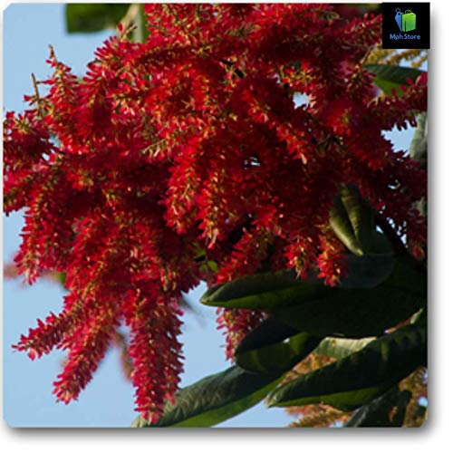 Mphmi Ant Tree, Triplaris Americana - Plant