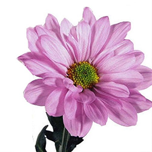 Blooms2Door Farm-Direct Wholesale Flowersdaisy 24 Bunches, Lavender, 10 Pound