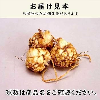 百合の球根♪ Amazon.co.jp: 球根 花ユリ 8月咲鉄砲ユリ バレーゼ 6球 / ユリ ゆり