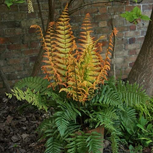 Plant Theory 2L Pot Alpine Wood Fern Jurassic Gold Dryopteris Wallichiana Hardy Outdoor Ferns Jungle Plant Trunks