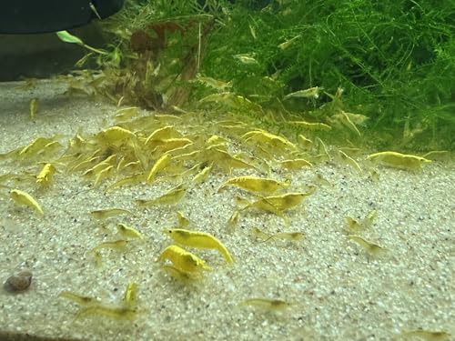 Gelbe Garnelen Yellow Fire Neon (Neocaridina davidi) 10 Stück...
