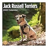 2022 Jack Russell Terriers Wall Calendar by Bright Day, 12 x 12 Inch, Cute Dog Puppy
