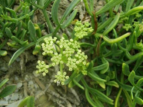 5 graines de CRISTE MARINE (Crithmu m Maritimum) H840 ROCK SAMPHIRE SEEDS:Seeds