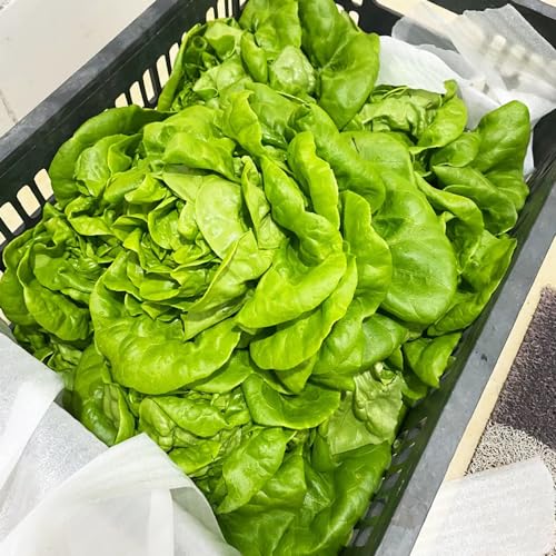 PflücksalatSamen, salatpflanzen Salat Bio, gartenkräuter gemüsesamen küchenkräuter für sonnige plätze hochbeet gemüsepflanzen grünpflanzen 900pcs