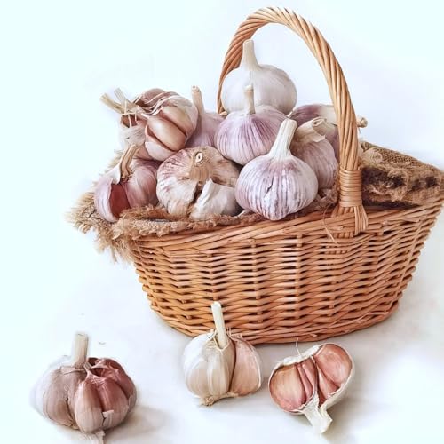 semillas de ajo-plantar ajo, comprar semillas de ajo, Plantas de balcón, decoración de jardín exterior. plantas resistentes en maceta, plantas decorativas Planta perenne resistente, 500pcs