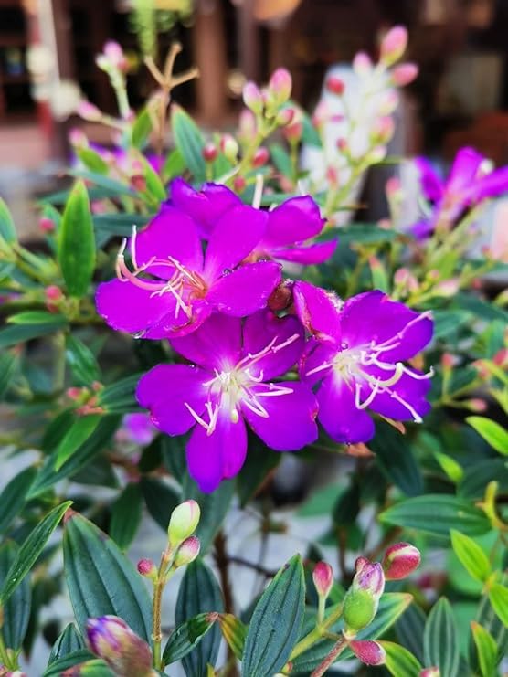 Begum Bahar Flower Plant Very Beautiful Original Variety Healthy and Hybrid Plant Pack of 1 (B0CVV9S9D3) Amazon Price History, Amazon Price Tracker