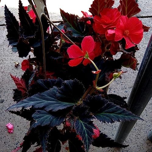 Women's International Network University cover art