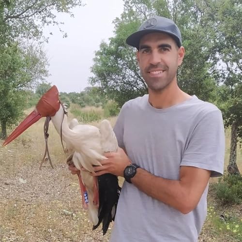 As cegonhas aprendem a explorar aterros