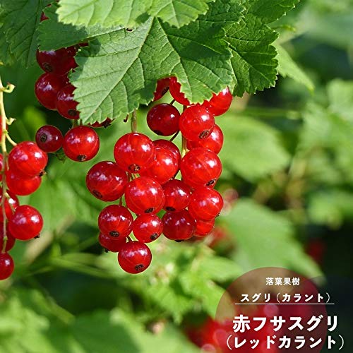 Amazon.co.jp: 果樹苗 スグリ 苗木 赤フサスグリ (レッドカー