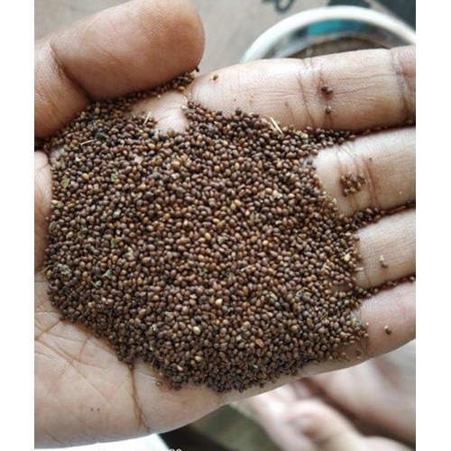 Image of Tulsi Seeds 100 Seeds + Free 20 Marigold Seeds | Green Krishna Rama Holy Basil (Ocimum Sanctum) Medicinal Ayurvedic Herb Seeds | Sacred Pooja Plant Seeds for Indoor Outdoor Home Garden Balcony Terrace