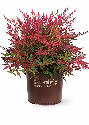 Obsession Nandina (2.5 Quart) Multicolor Evergreen Shrub