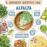 zengreens B0BNQW79QY lato 4