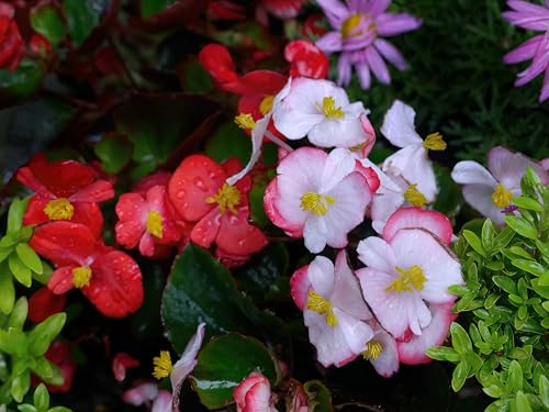 Begonia semperflorens Cocktail® Mix Flower Seeds - 20 Pellets/Pack