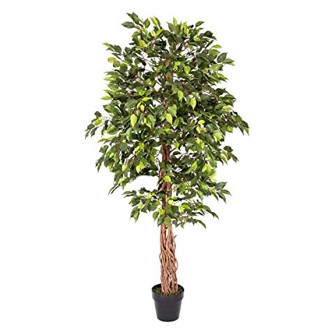 HOMESCAPES 6 Feet Ficus Tree with Real Wood Stems Cover