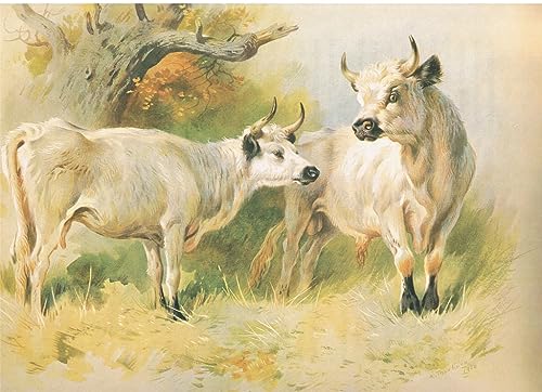 Impression Tableaux Graffiti Art Mural Le bétail sauvage premium