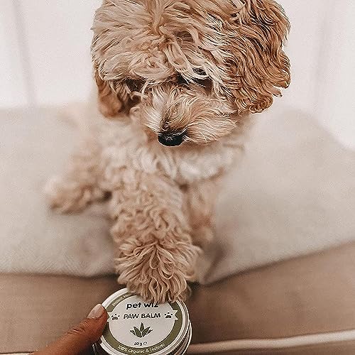 pet wiz Pfoten- & Nasenbalsam für Hunde & Katzen - Bio & Natürliche Inhaltsstoffe - Bio Pfoten- und Nasenbalsam für Hunde und Katzen - Kokosöl, Sheabutter, Vitamin E & Aloe (60g