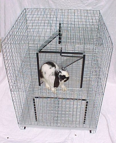 condo rabbit