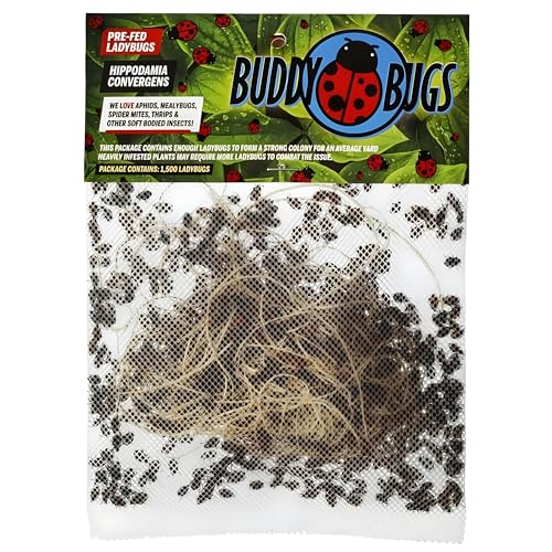 Buddy Bugs 1500 Pre-Fed Live Ladybugs for Aphid Control | Hippodamia Convergens | Guaranteed Live Delivery