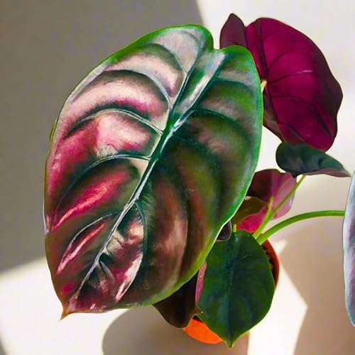 2 Rare Red Alocasia Plants Live Houseplant for Indoor Outdoor