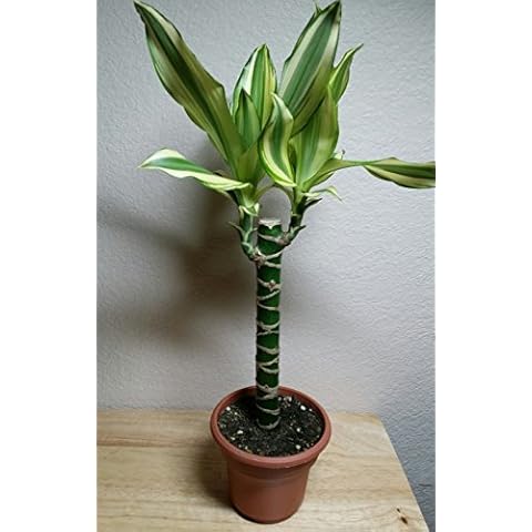 Creme & Green Corn Plant - Dracaena - 6" Pot - Easy to Grow House Plant Cover