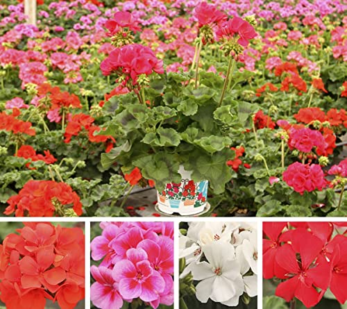 Geranios de Balcón — Pack Plantas en Flor