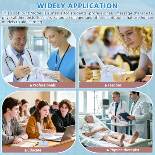 Image of Life Size Human Foot and Ankle Model, Fully Articulated, Anatomical Foot Bone Model for Podiatry, Orthopedic Study, Education