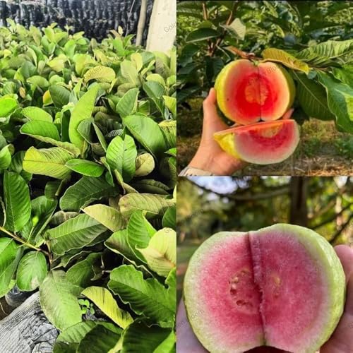 Image of Grafted Thai Pink Guava Plant, Pack Of 1 Helthy Plant, Plantsaplings Hight 1.5-2 Feet, packing Quality High Secure,CF SG49