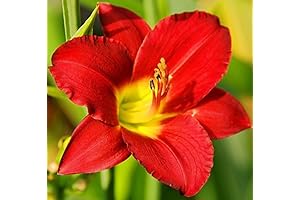 Pardon Me Daylily: A Spectacular Reblooming Perennial