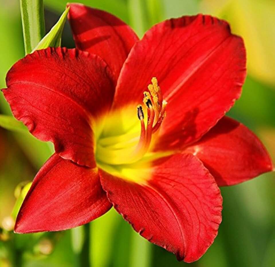 Pardon Me Daylily Plant, Rebloomer, Spectacular Flowering Perennial, Root,Rhizome, Bulb, Plant, Flower
