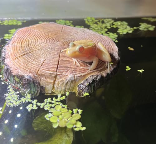 Image of AQUA KT Aquatic Turtle Round Floating Dock Tortoise Bearded Dragon Basking Platform with Suction Cup for Reptile Aquatic Aquarium Decoration
