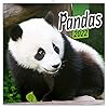 Pandas wandkalender 2022 kalender, brochurekalender met maandkalender, brochurekalender dierkalender 30 x 30 cm (30 x 60…