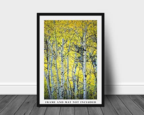 Nature Photography Print (Not Framed) Vertical Picture Of Aspen Trees On Autumn Day In Colorado Forest Wall Art Rocky Mountain Decor 4X6 To 40X60 #TOP2