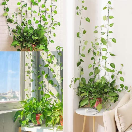 Luvadeyo Set van 30 plantenclips voor klimmende plantenclips, zelfhechtende wandmontageclip, plantenhouder, klimhulp… - Image 6