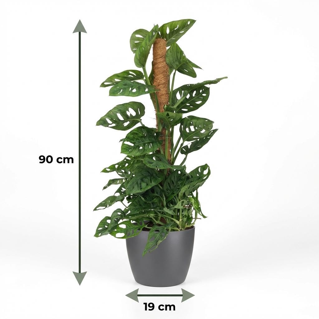 Green boutiQ - Zimmerpflanze - Monkey Mask - Monstera Adansonii Moosstab - Grün - Pflegeleicht - 1 Pflanze - mit Potter Grau - Topf 19cm - Höhe 90cm