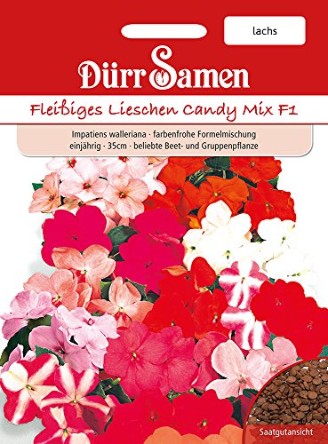 Preisvergleich Produktbild Dürr-Samen Fleißige Lieschen Candy Lachs F1