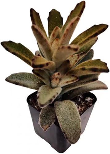 Vista 33 de Plantas de cactus suculentas vivas de USKC (maceta de 2 pulgadas)