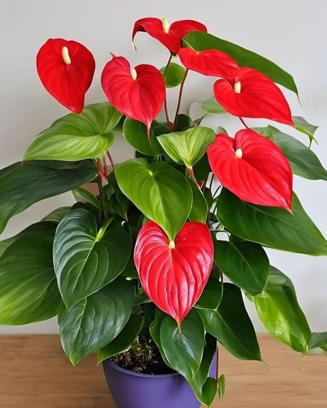 Image of Anthurium Live Plant, Red Flowering Indoor Plant, Baby Plant with Blooms in 30 Days with pot