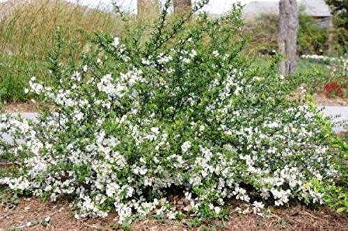 Amazon.com : CHAENOMELES (Flowering Quince) (3-Pack (5