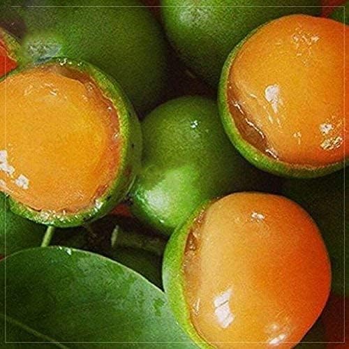 100pcs Lemon Sweet Spanish Lime Seeds packet