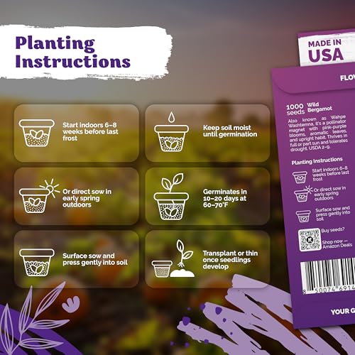 KVITER 2,000 Wild Bergamot Seeds for Planting (Monarda fistulosa), 2 Pack – Bee Balm Native Wildflower, Pollinator Magnet, Organic & Non GMO – Flower Seeds to Plant Outside in Flower/Herb Garden - Image 3