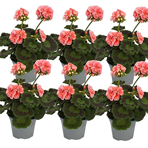 Geranio Color Rosa Claro - Pack 6 Plantas - Flores Naturales para Terraza y Jardín