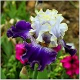 iris germanica bleu clair Si tiene alguna duda después de recibir el paquete, puede ponerse en contacto conmigo por correo electrónico.