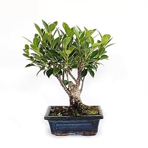 KENTIS – Bonsai Ficus Microcarpa – Bonsai Ficus Retusa – Echte kamerplanten – Handgemaakte keramische pot – H 25-30 cm Pot Ø 15 cm